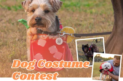 Dog Costume Contest